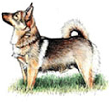 Swedish Vallhund - Click Image to Close